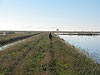 Tyler looking for pheasants