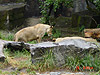 Lions