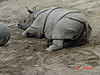 A Rhino