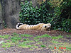 A tiger