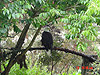 A bald eagle