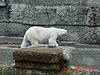 A polar bear
