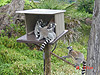 Lemurs