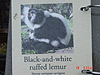 The sign for the Black and White Lumur