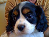 Shelby two weeks before we got to pick he up