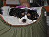 Shelby sleeping