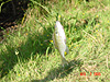 Tyler's fish he caught