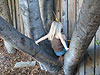 Jordan playing on a tree