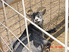 A pigmy goat
