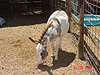 A miniature horse