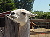 A llama
