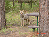 A coyote in our campsite