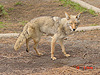 Another picture of the coyote