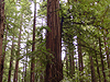 The trees
