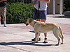 A guide dog
