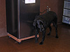 Another guide dog