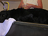 One of the dogs getting a bath