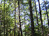 Trees in Armstrong Redwoods Park