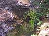 A little creek running through the park
