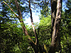 Trees in Armstrong Redwoods