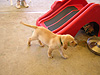 A puppy