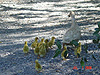A duck with her ducklings
