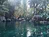The Jungle Cruise