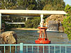 The seagulls in the Finding Nemo ride