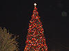 The Christmas tree at night