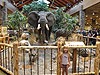 Cabela's