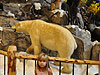 Cabela's