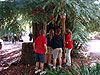 The kids heading up into the treehouse