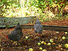 The chickens