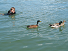 Tyler chasing the ducks