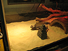 A bearded dragon