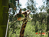 A giraffe