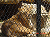 A lion