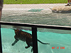 A tiger swimming