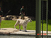 A white tiger