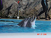 The dolphins