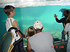 The walrus exhibit