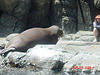 A walrus