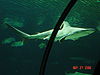 A shark