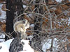 A squirrel