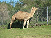 A camel