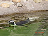 The penguin exhibit