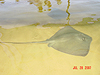 A ray