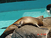 A sea lion