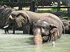 The elephants