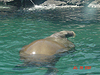 A walrus